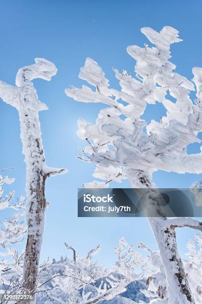 Rime Ice Stock Photo - Download Image Now - Branch - Plant Part, Color Image, Environment