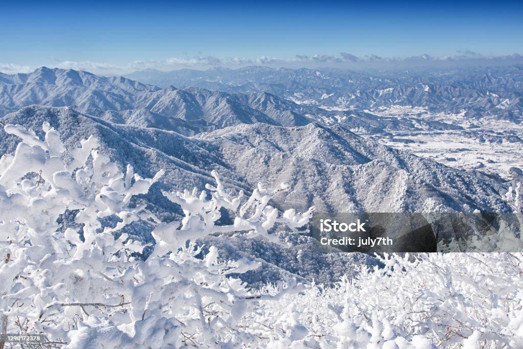 Rime Ice on Mountain Top Deogyusan Korea Branch - Plant Part Stock Photo