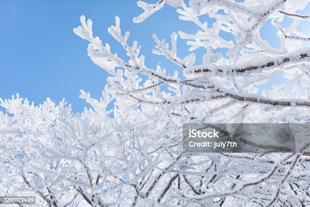 Snow Flowers Stock Photo - Download Image Now - Branch - Plant Part, Color Image, Environment