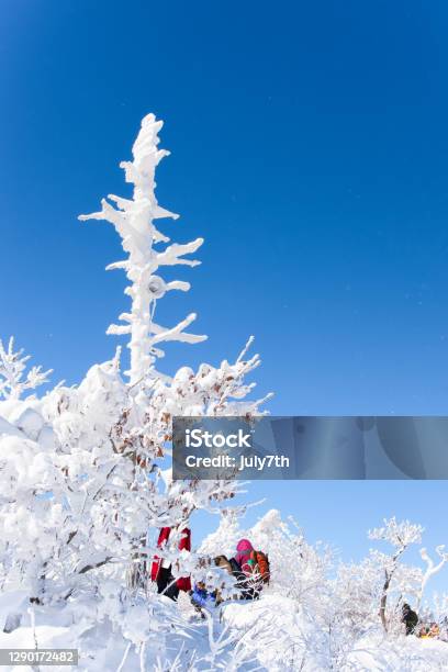Winter Hiking Stock Photo - Download Image Now - Branch - Plant Part, Color Image, Environment