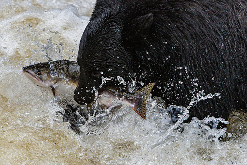 American Black Bear, Ursus americanus, Anan Creek, Tongass National Forest, Alaska, Fishing in Anan Creek for pink salmon.