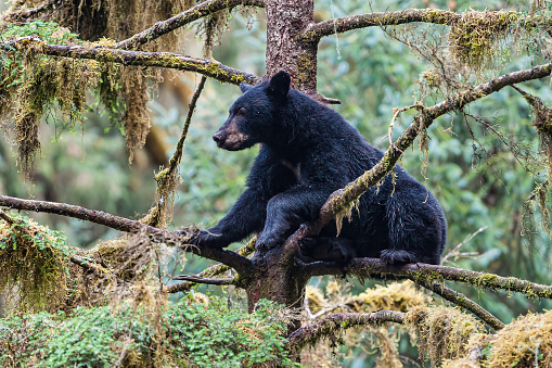 American Black Bear, Ursus americanus, Anan Creek, Tongass National Forest, Alaska. In a tree.\