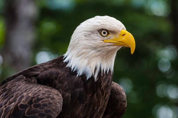 лысый орел, haliaeetus leucocephalus, является хищной птицей, найденной в северной америке, которая наиболее узнаваема как национальная птица и символ  - leucocephalus стоковые фото и изображения