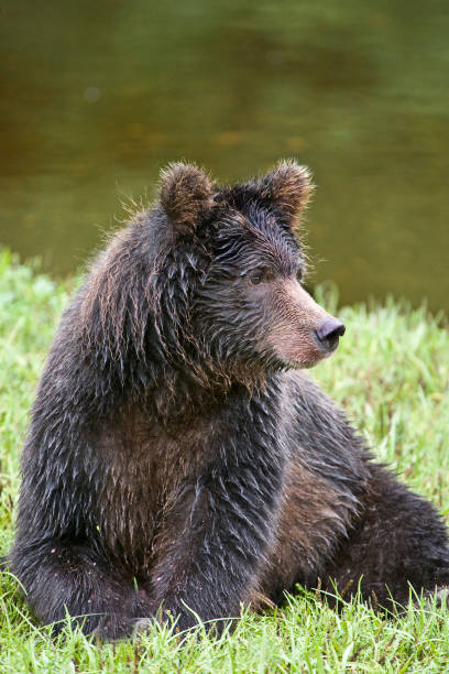 The Brown Bear (Ursus arctos) is an omnivorous mammal of the family Ursidae, distributed across much of northern Eurasia and North America. Pack Creek , Admirality Island, Alaska. A young bear sitting by the creek. el oso pardo (ursus arctos) es un mamífero omnívoro de la familia ursidae, distribuido en gran parte del norte de eurasia y américa del norte. pack creek, admirality island, alaska. un oso joven sentado junto al arroyo. bosque nacional tongass.