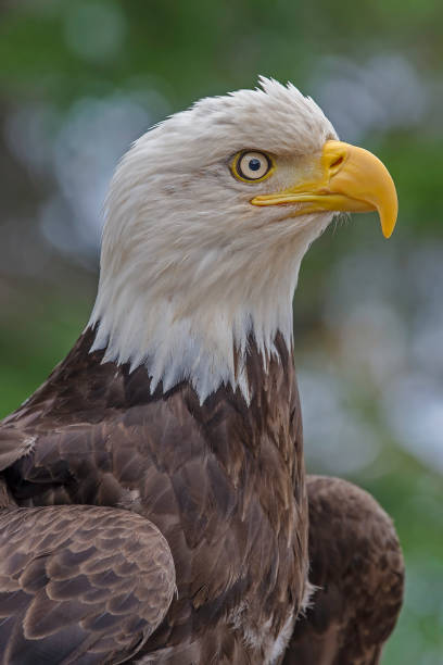 der bald eagle (haliaeetus leucocephalus) ist ein raubvogel aus der vereinigten staaten von amerika. ketchikan - alexander archipelago animals in the wild one animal animal stock-fotos und bilder
