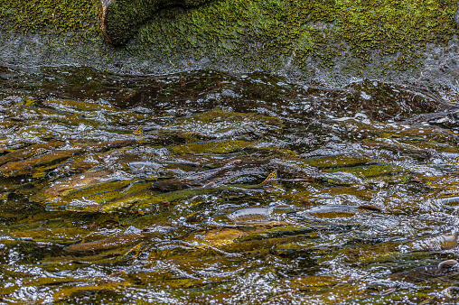 Anan Creek in the Tongass National Forest, Alaska full of pink salmon during their migration upstream to spawn.