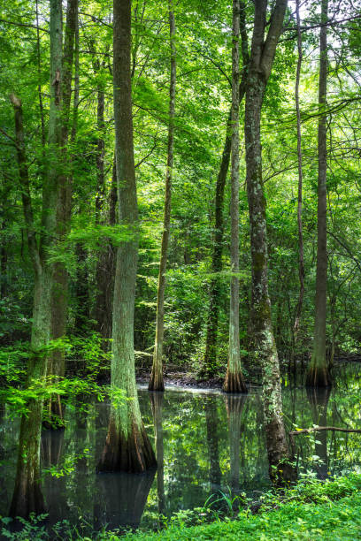 istock Grove of cypress trees 1290172903