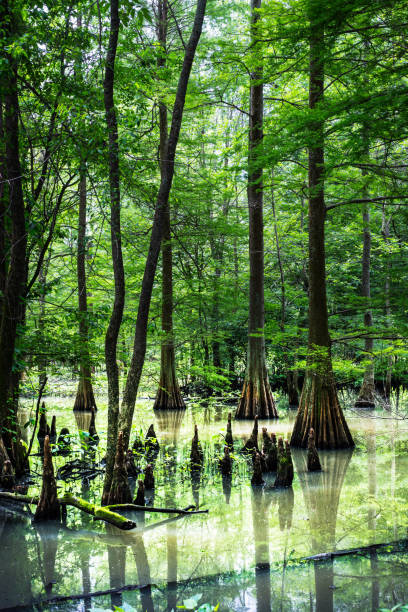 istock Grove of cypress trees 1290173483