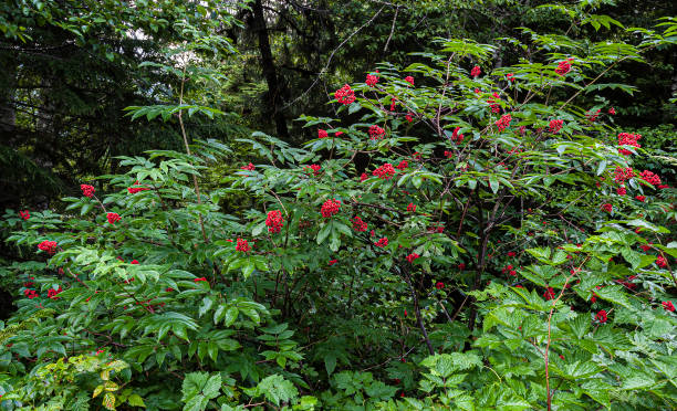Sambucus racemosa is a species of elderberry known by the common names red elderberry and red-berried elder. Ketchikan, Alaska. Adoxaceae. Red fruit. Sambucus racemosa is a species of elderberry known by the common names red elderberry and red-berried elder. Ketchikan, Alaska. Adoxaceae. Red fruit. sambucus racemosa stock pictures, royalty-free photos & images