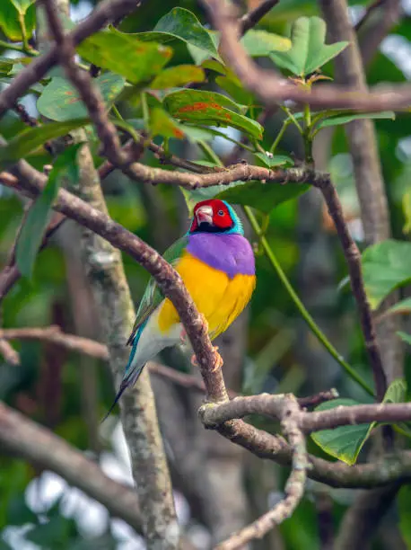 Gouldian finch,Chloebia gouldiae,also known as the Lady Gouldian finch, Gould's finch or the rainbow finch, is a colourful passerine bird that is native to Australia.