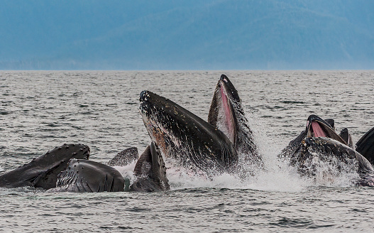 Humpback Whales feeding, Megaptera novaeangliae, in Chatham Strait, Alaska. Mouth open showing baleen. Bubble net feeding.
