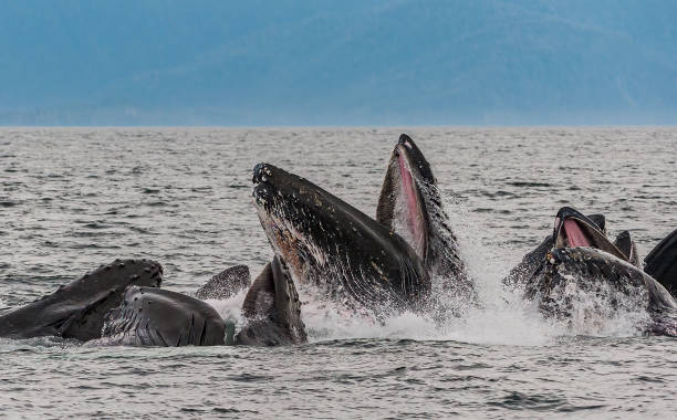 Humpback Whales feeding, Megaptera novaeangliae, in Chatham  Strait, Alaska. Mouth open showing baleen. Bubble net feeding. Humpback Whales feeding, Megaptera novaeangliae, in Chatham Strait, Alaska. Mouth open showing baleen. Bubble net feeding. baleen whale stock pictures, royalty-free photos & images