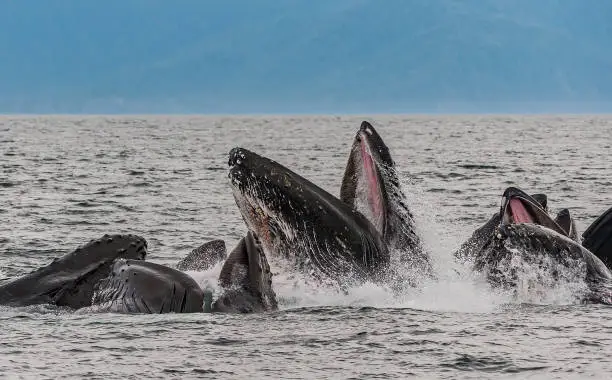 Photo of Humpback Whales feeding, Megaptera novaeangliae, in Chatham  Strait, Alaska. Mouth open showing baleen. Bubble net feeding.