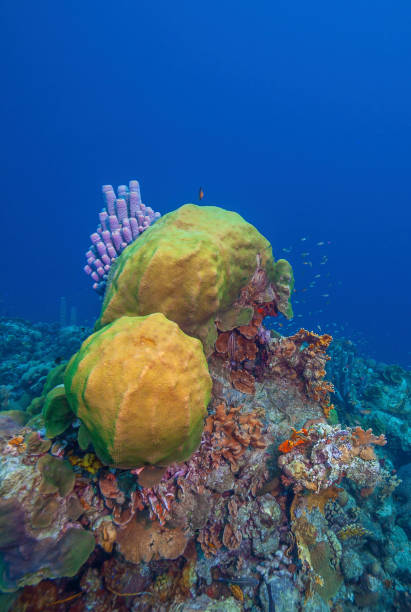 istock Caribbean coral garden 1290173572