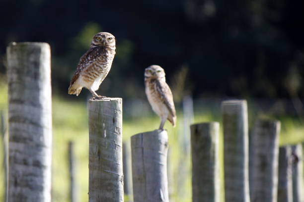 Couple of burrowing owl (Athene cunicularia)