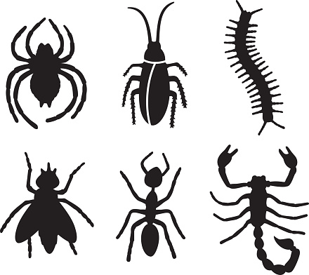 Vector silhouettes of a group of bugs.