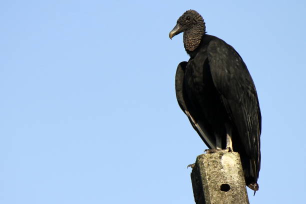 Black vulture Photo of a black vulture (Coragyps atratus) resting on a power pole american black vulture photos stock pictures, royalty-free photos & images