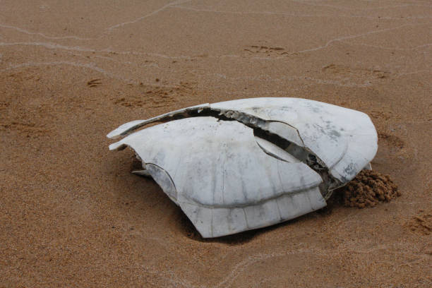 Carapace of an Amazonian tortoise
