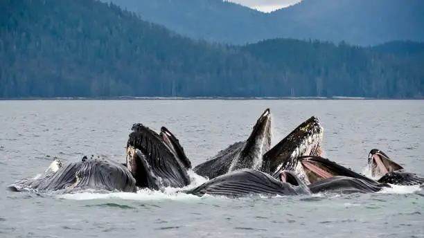 Photo of Humpback Whales feeding, Megaptera novaeangliae, in Chatham  Strait, Alaska. Mouth open showing baleen. Bubble net feeding.