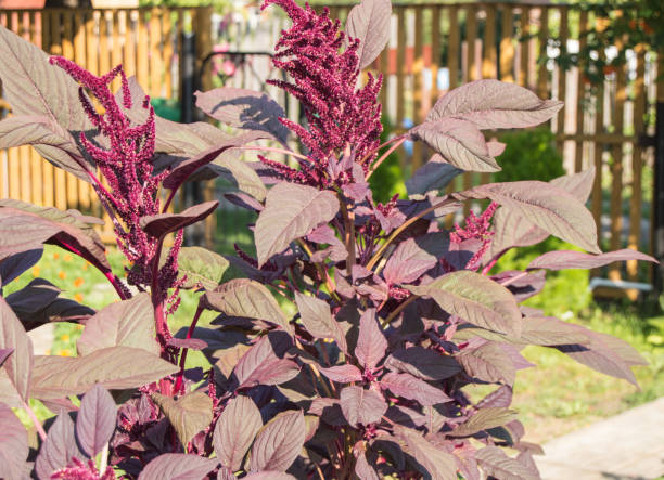 linda flor de jardim amaranth cortina de veludo amaranthus cruentus, inflorescências vermelhas escuras e folhas, verão, ao ar livre - amaranthus cruentus - fotografias e filmes do acervo