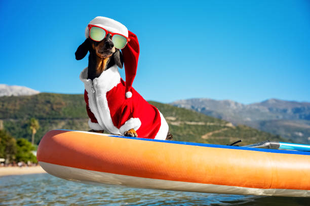 sport dackel hund in sonnenbrille und weihnachten santa kostüm und hut verwendet steifste langlebige sup board im meer für abenteuer und extreme outdoor-aktivität - christmas dachshund dog pets stock-fotos und bilder