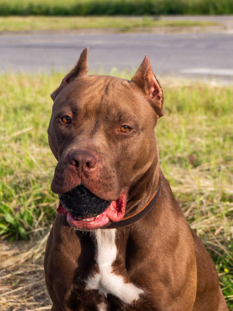 istock chocolate-colored pit bull on green grass background 1290181210