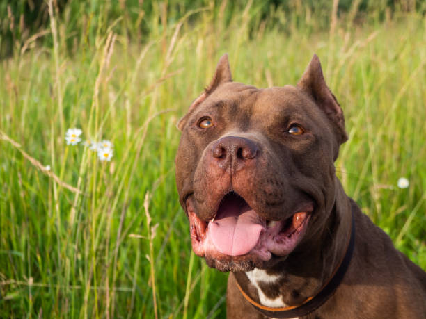 istock chocolate-colored pit bull on green grass background 1290181216
