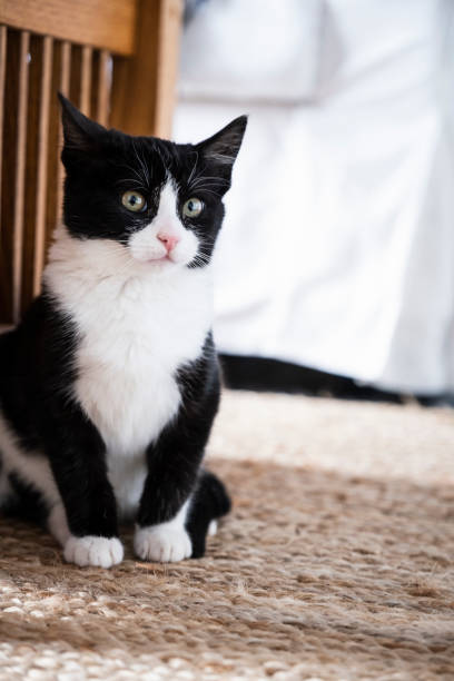 istock Four Month Old Tuxedo Kitten 1290183290