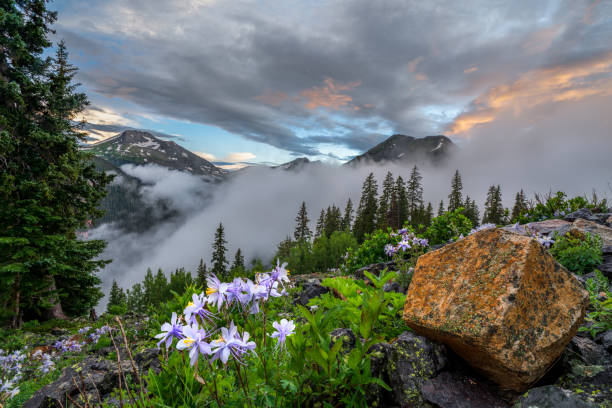 Wildflowers in the San Juan Mountains of Colorado
