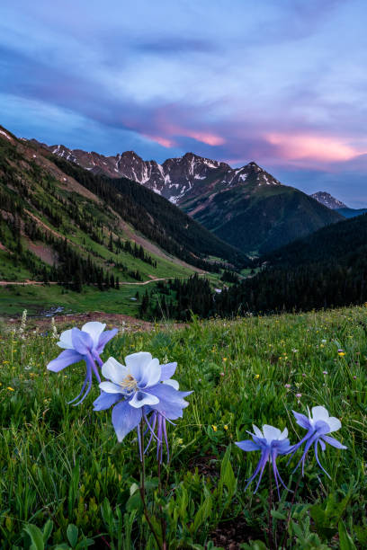 Sunset in the San Juans Sunset in the San Juan Mountains of Colorado columbine stock pictures, royalty-free photos & images