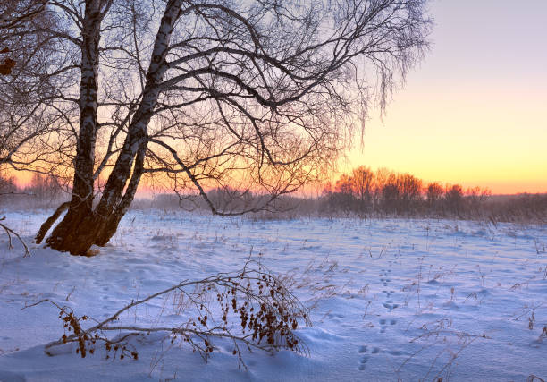 istock Field on a winter morning 1290186385