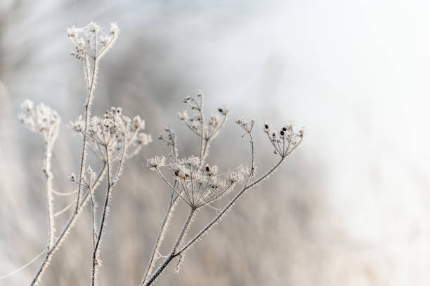 istock Frost covered grasses in a meadow 1290188106