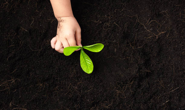 istock child hand planting young tree seedling on black soil 1290189255