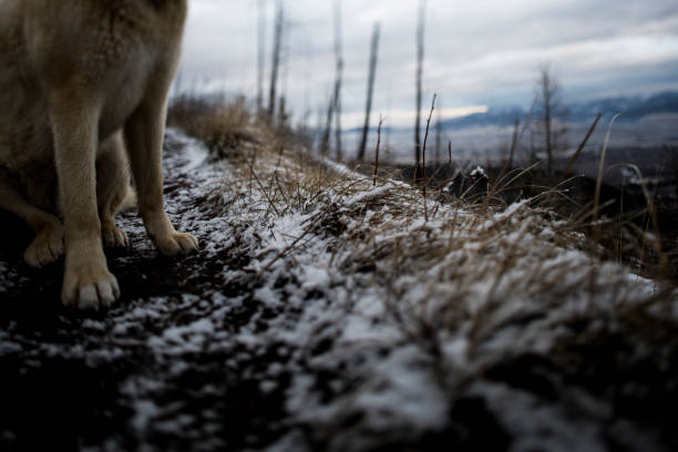 istock Dog paws on a muddy snowy trail 1290189776