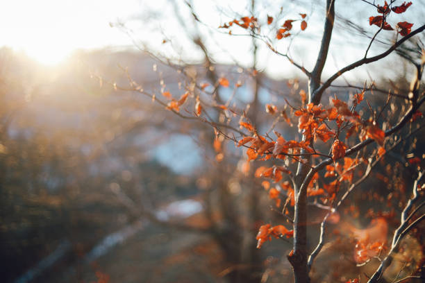 Nature closeups taken in late Autumn, early Winter under the sunny skies.