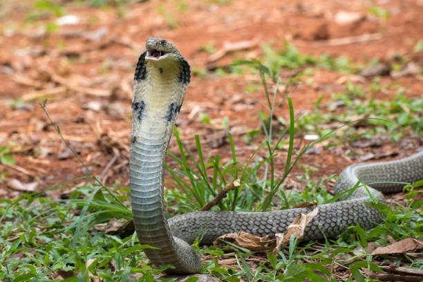 los rostros del rey cobra (ophiophagus hannah), serpiente venenosa - cobra rey fotografías e imágenes de stock
