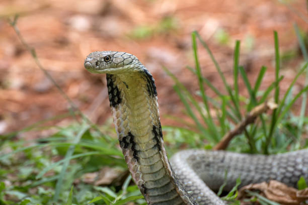 die gesichter der königskobra (ophiophagus hannah), giftartige schlange - cobra snake aggression king cobra stock-fotos und bilder