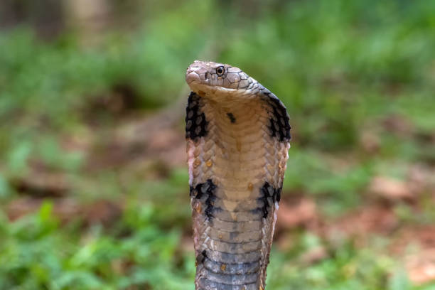 istock The faces of king cobra (Ophiophagus hannah), venomous snake 1290191034