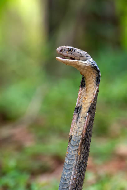 istock The faces of king cobra (Ophiophagus hannah), venomous snake 1290191036