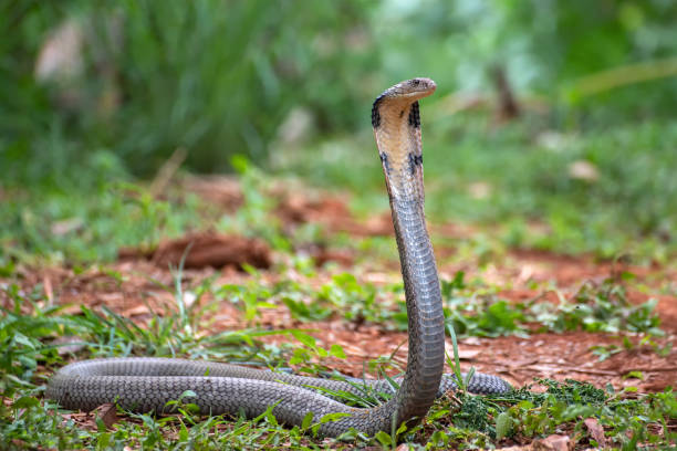 die gesichter der königskobra (ophiophagus hannah), giftartige schlange - cobra snake aggression king cobra stock-fotos und bilder