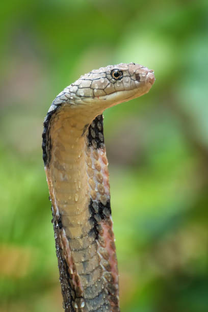 istock The faces of king cobra (Ophiophagus hannah), venomous snake 1290191041