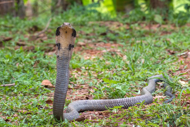 istock The faces of king cobra (Ophiophagus hannah), venomous snake 1290191042