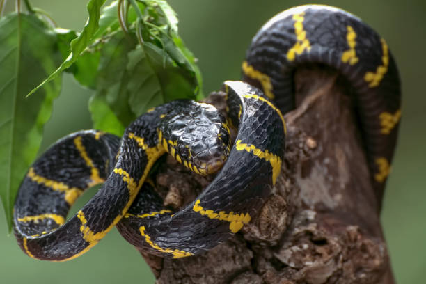 die goldberingte katzenschlange im defensivmodus ( boiga dendrophilia ) - cobra snake aggression king cobra stock-fotos und bilder