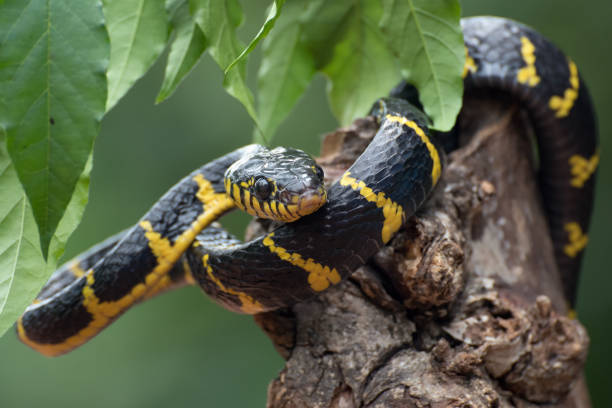 die goldberingte katzenschlange im defensivmodus ( boiga dendrophilia ) - cobra snake aggression king cobra stock-fotos und bilder