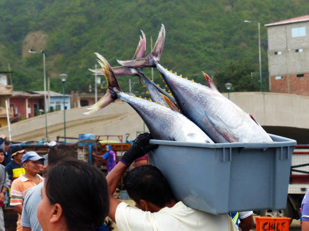 Puerto Lopez, Ecuador - July 17, 2017: Fishing village Puerto Lopez, Ecuador. Fishermen carries fresh catch to sell traider at morning fish market in Puerto Lopez, Ecuador