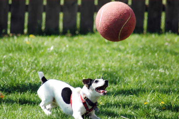 istock Jack Russell Terrier and Her Big Ball 1290193456