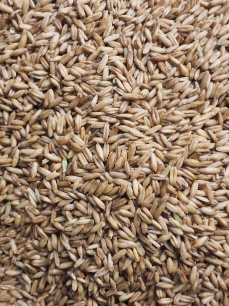 istock Fresh organic whole barley background 1290197691