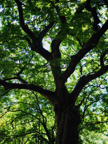 istock Korean Trees and Green Leaves in the Forest 1290197750