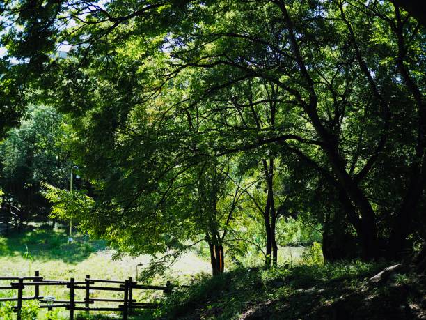 istock Korean Trees and Green Leaves in the Forest 1290197758