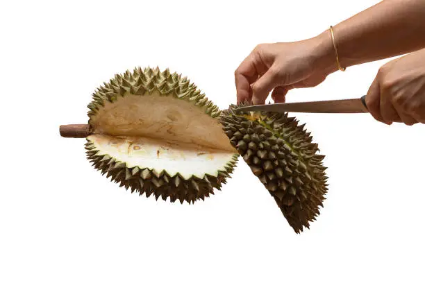 Photo of The hand of a woman stripping durian, the king of fruit Isolated on white background